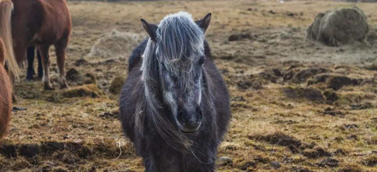 poney-pottok-origine-prix-taille