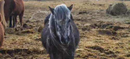 poney-pottok-origine-prix-taille