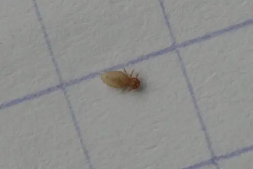 poux-cheval-traitement-symptomes-causes