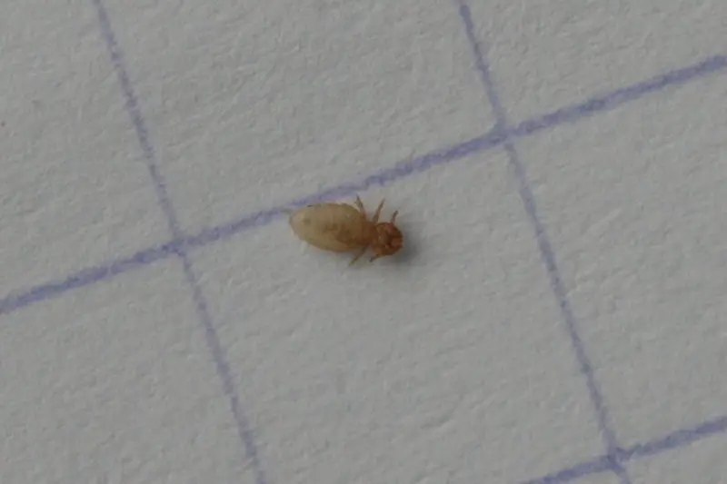 poux-cheval-traitement-symptomes-causes