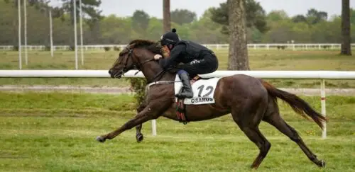 Prix d'un cheval de course : quel coût réel ?