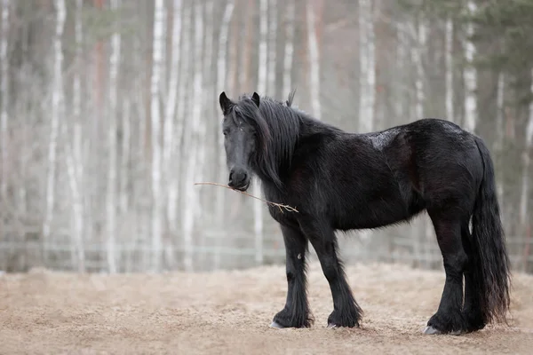 prix-poney-club-shetland-frais