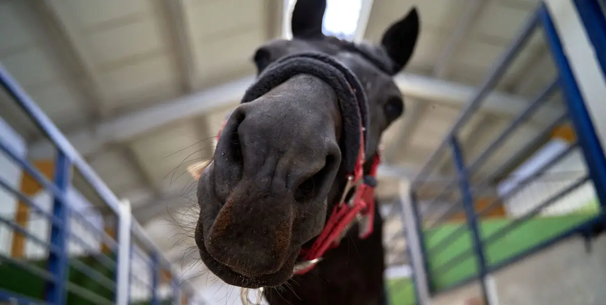 que-mange-un-cheval-tout-savoir