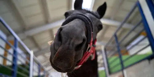 que-mange-un-cheval-tout-savoir