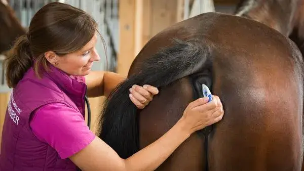 quelle-est-la-temperature-normale-cheval