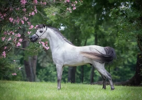 races-de-mini-chevaux-achat