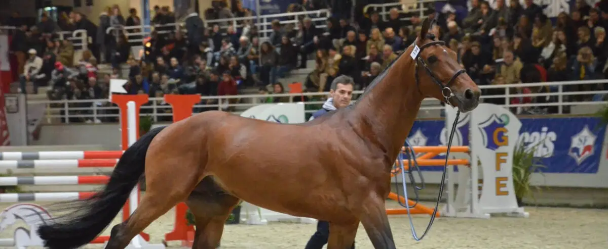 salon-des-etalons-2026-saint-lo