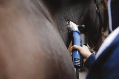 tonte-du-cheval-comment-faire