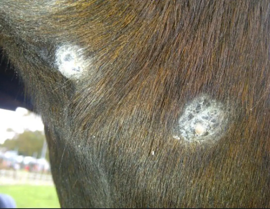 verrue-cheval-traitement-causes-contagion