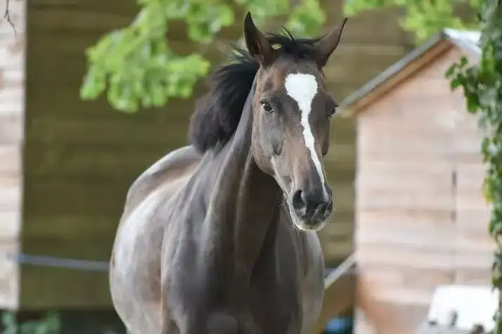 verrue-cheval-traitement-naturel-huile-essentielle