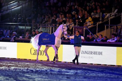 39-nouveaux-etalons-agrees-zangersheide-record-champion-z