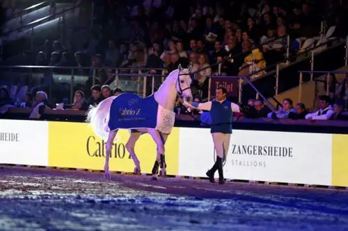 39-nouveaux-etalons-agrees-zangersheide-record-champion-z