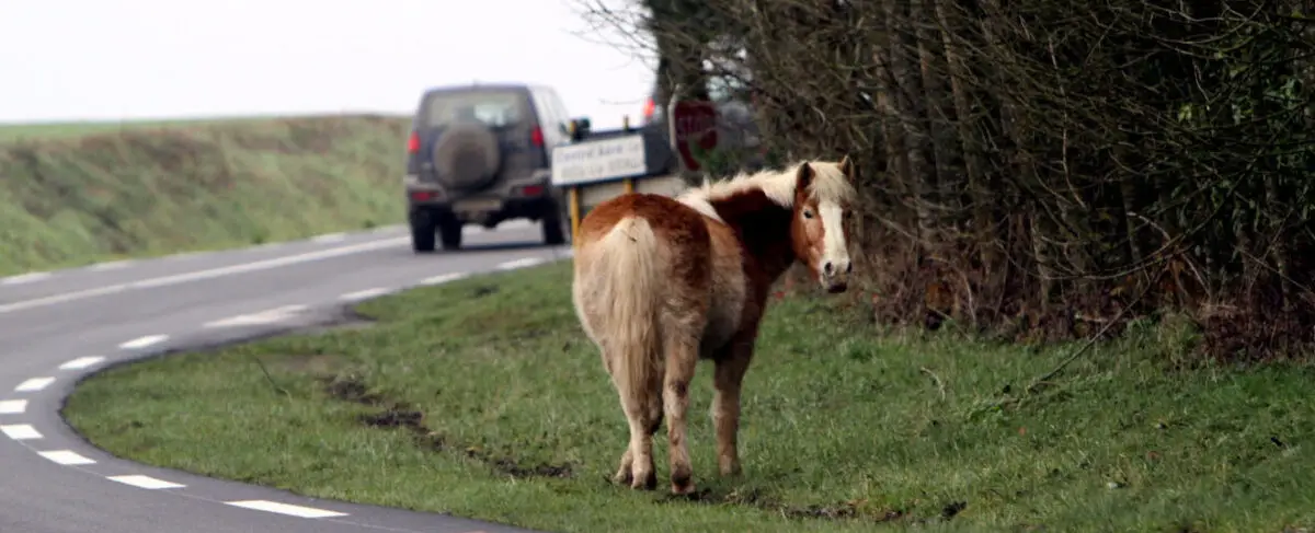 accident-voiture-mortel-cheval-dordogne