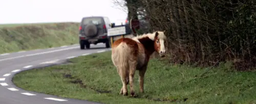 accident-voiture-mortel-cheval-dordogne