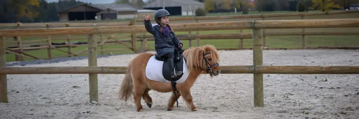 baby-poney