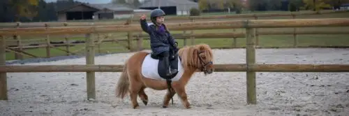 baby-poney