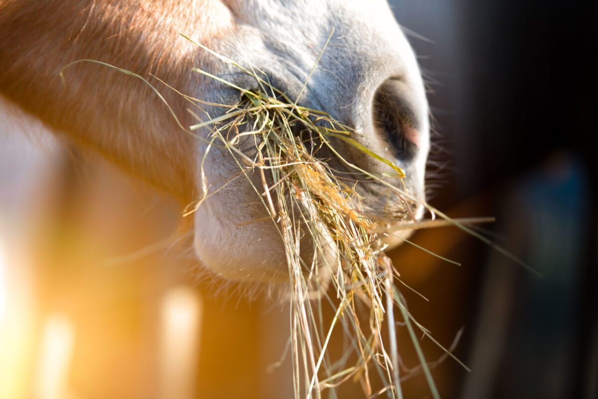 bienfaits-phytotherapie-stress-cheval