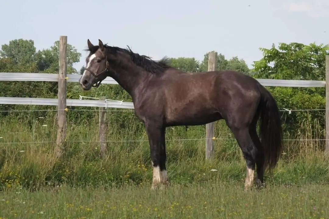 cheval-americain-origine-prix-taille