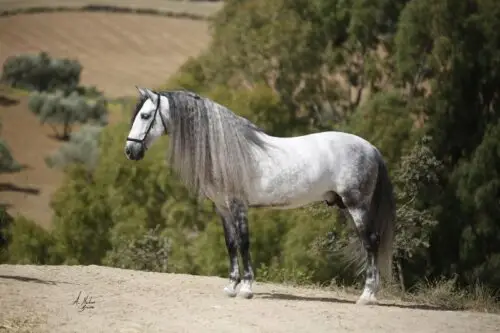 cheval-andalou-origine-prix-taille
