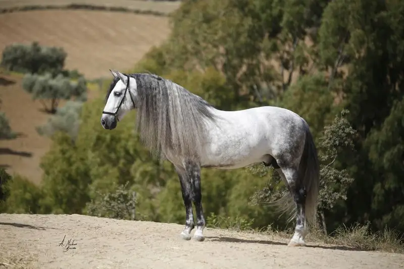 cheval-andalou-origine-prix-taille