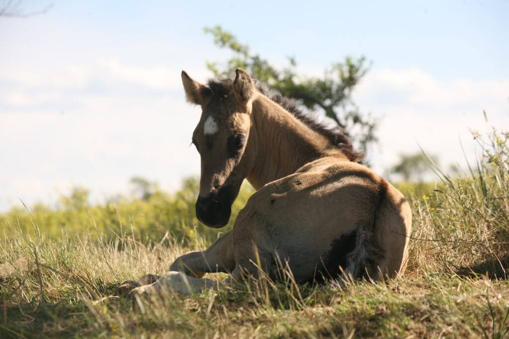 cheval-ataxique-que-faire
