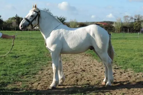 cheval-boulonnais-origine-prix-taille