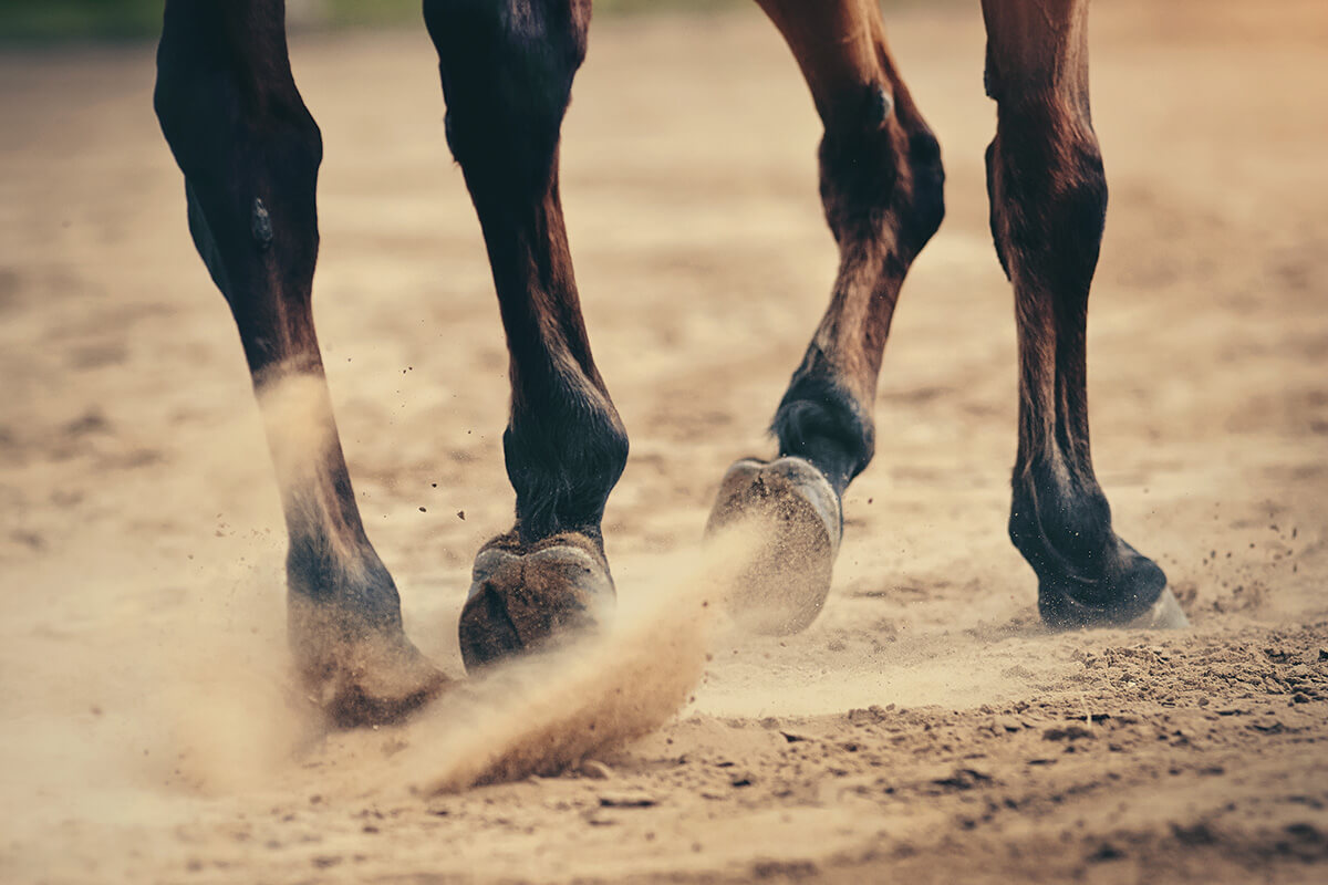 cheval-engorge-que-faire