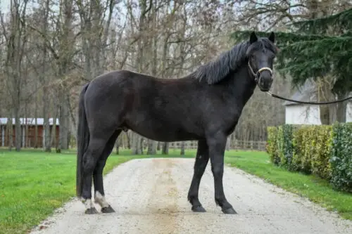 cheval-new-forest-origine-prix-taille