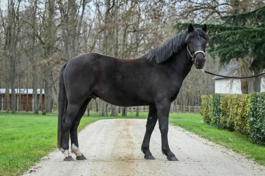 cheval-new-forest-origine-prix-taille