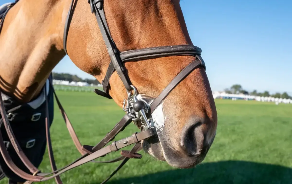 cheval-qui-bave-au-travail