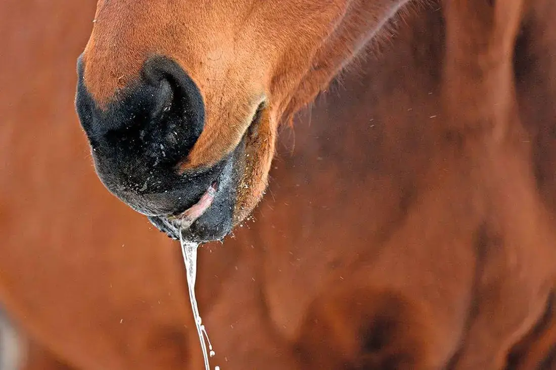cheval-qui-bave-mousse