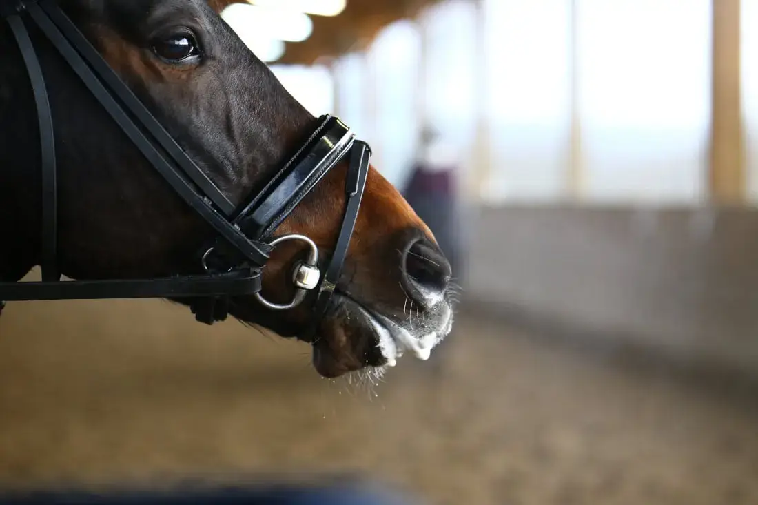cheval-qui-bave-que-faire