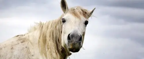 cheval-qui-saigne-du-nez