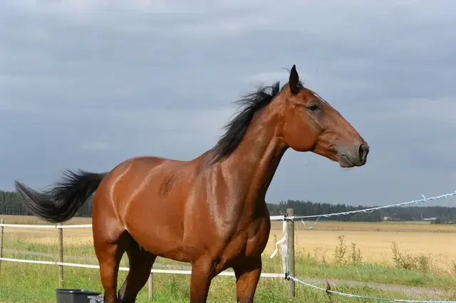 cheval-standardbred-caractere-temperament