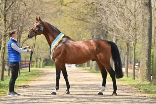 cheval-zangersheide-origine-prix-taille