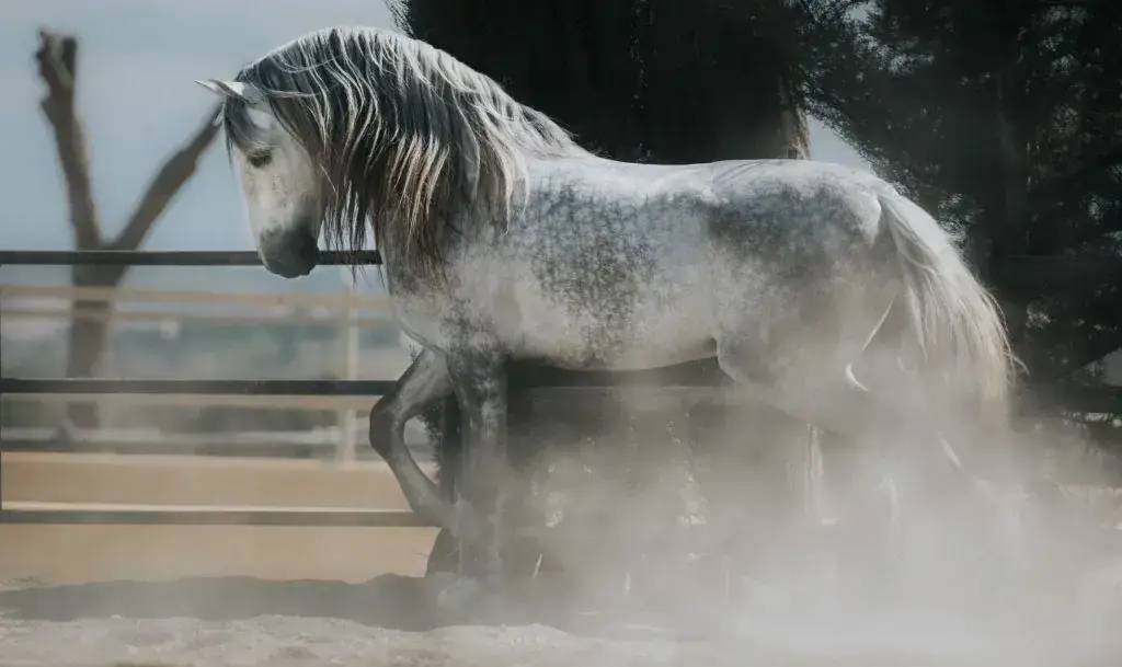 combien-coute-cheval-andalou-prix-achat