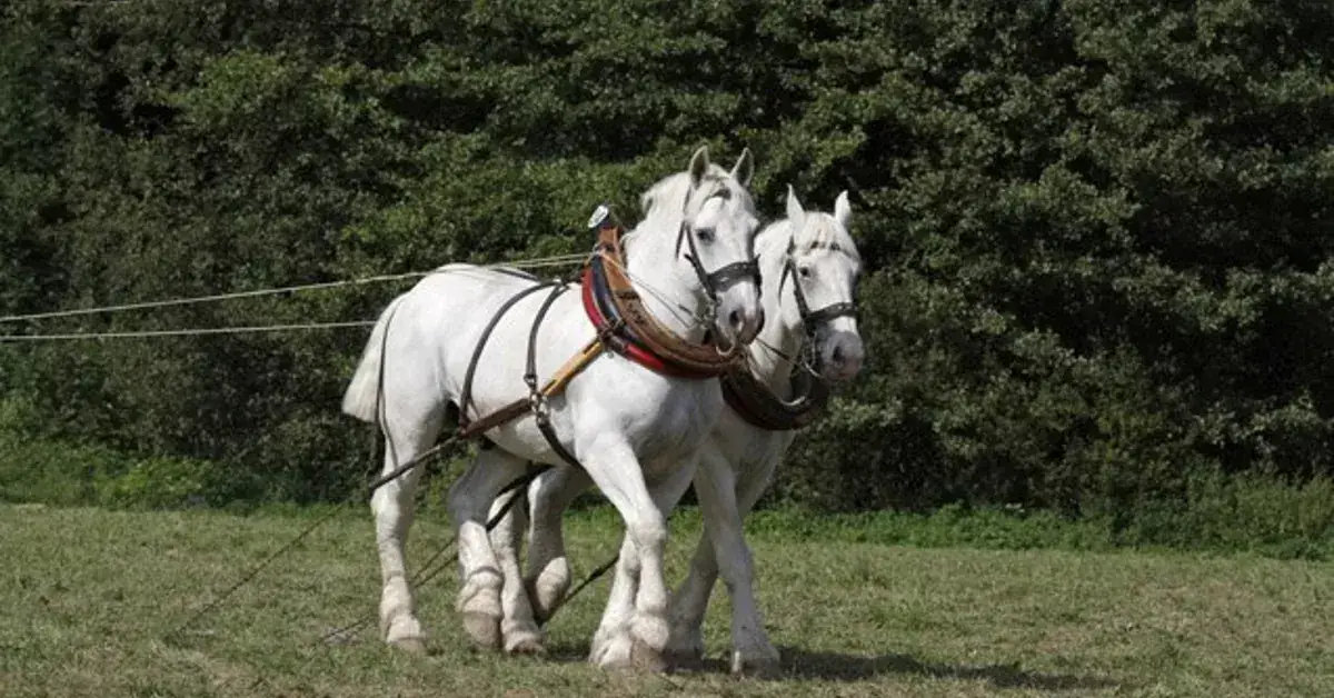 combien-coute-cheval-boulonnais-prix-achat