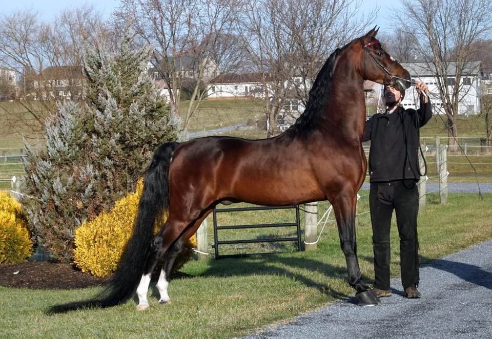 combien-coute-un-cheval-morgan-france
