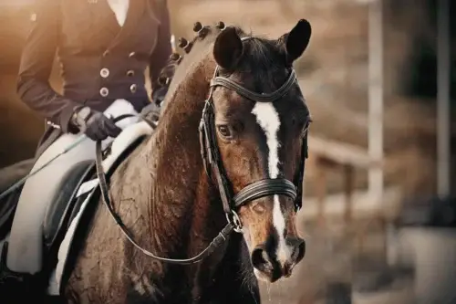 comment-choisir-filet-equitation