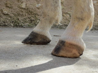 comment-soigner-desmite-chronique-cheval