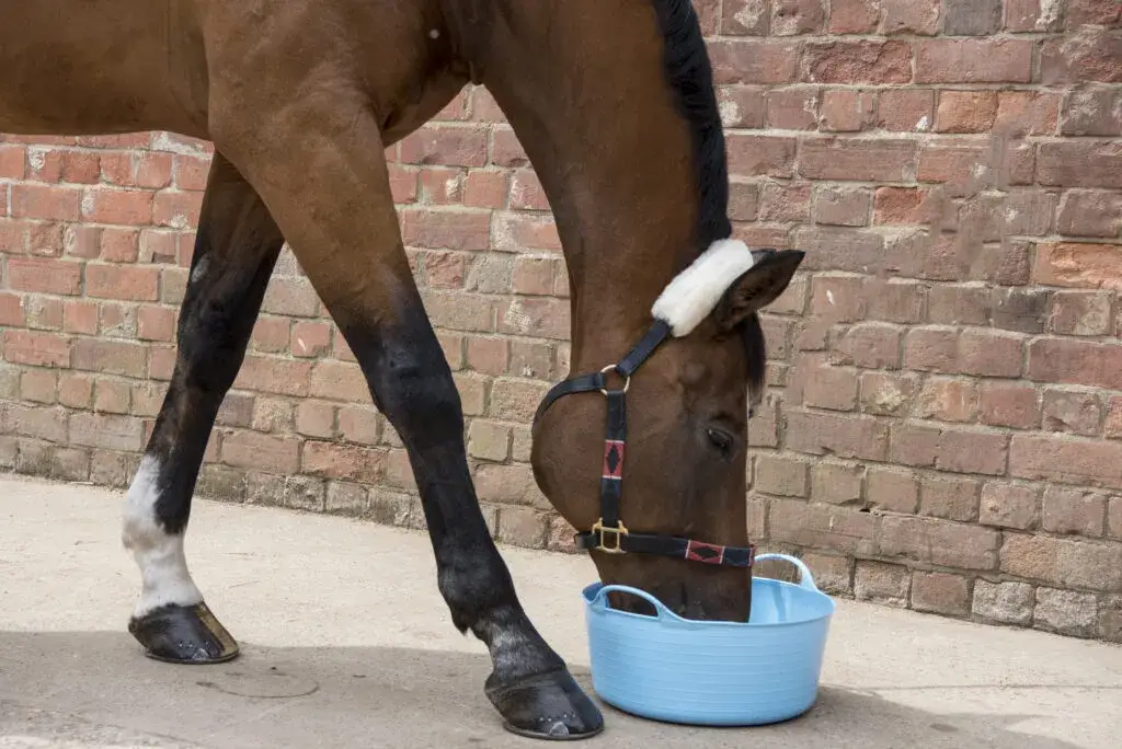 complements-alimentaires-sabot-cheval-cure