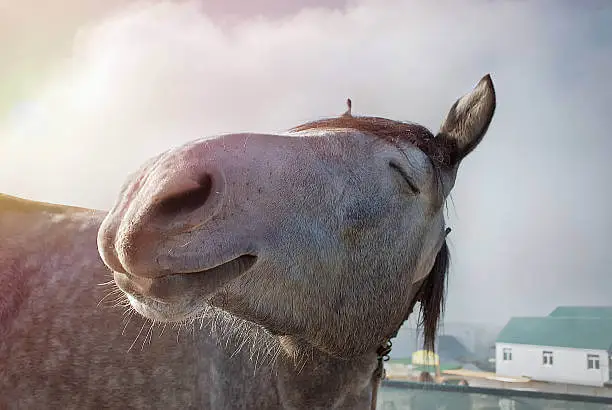 complements-articulaires-chevaux-avis