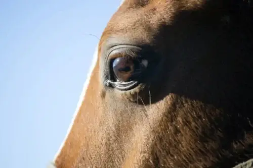 conjonctivite-cheval-causes-symptomes-traitement