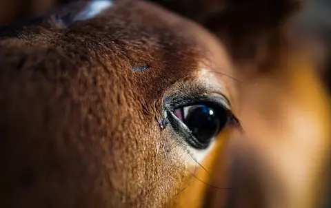 conjonctivite-cheval-contagieux-que-faire