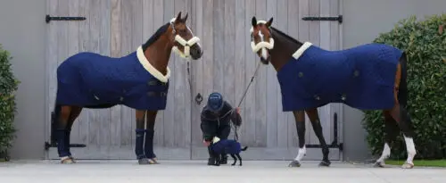 couverture-cheval-température