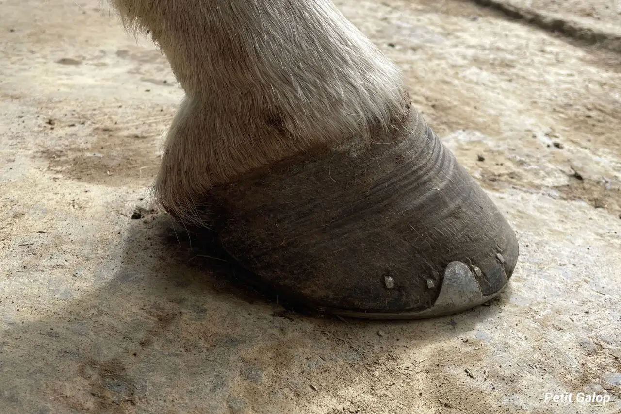 cure-biotine-cheval-avis