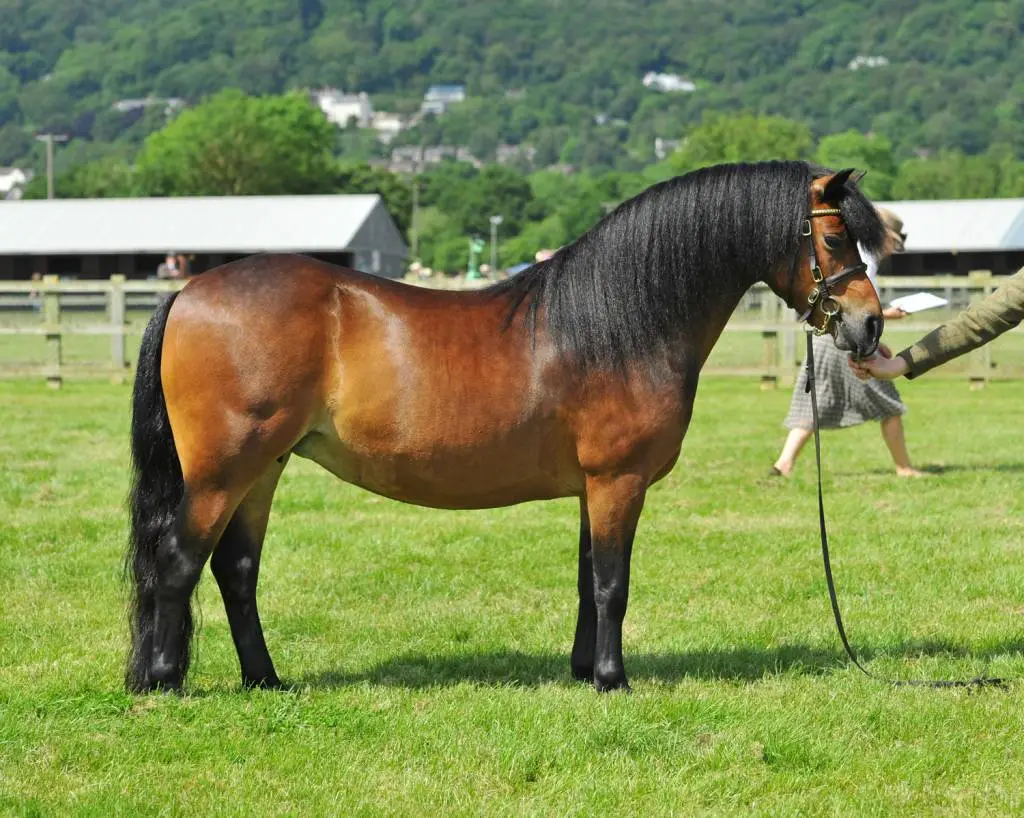 dartmoor-cheval-origine-prix-taille