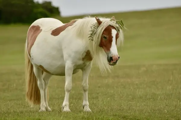 dartmoor-poney-taille-caracteristiques
