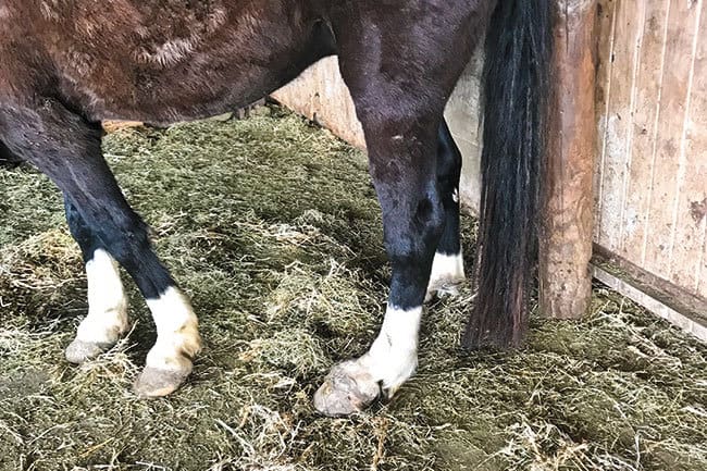 dsld-cheval-prevention