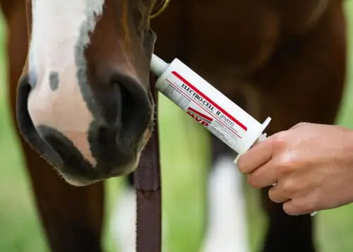 electrolyte-cheval-utilite-bienfaits-frequence